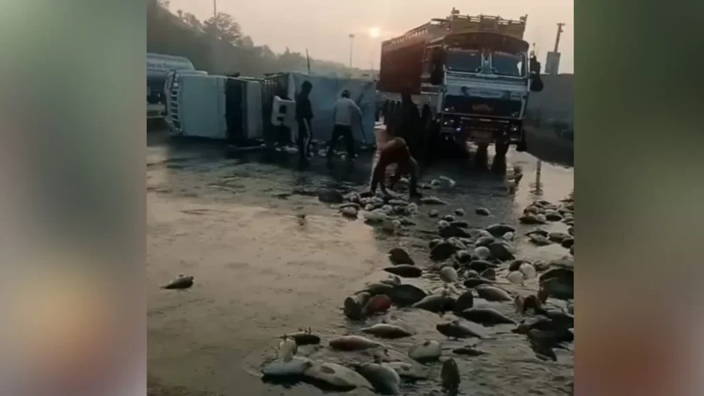 ट्रक से बचने के क्रम में पलटी पिकअप, राहगीरों ने लूट ली दो क्विंटल मछलियां; कोई थैले में तो महिलाएं आंचल में भरकर ले गई घर