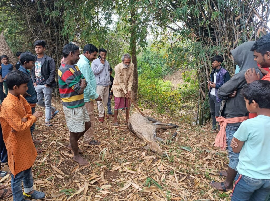 Ramanujganj : नाले में गिरी नीलगाय, लोगों की तत्परता से बची जान; वन वाटिका जंगल में छोड़ा