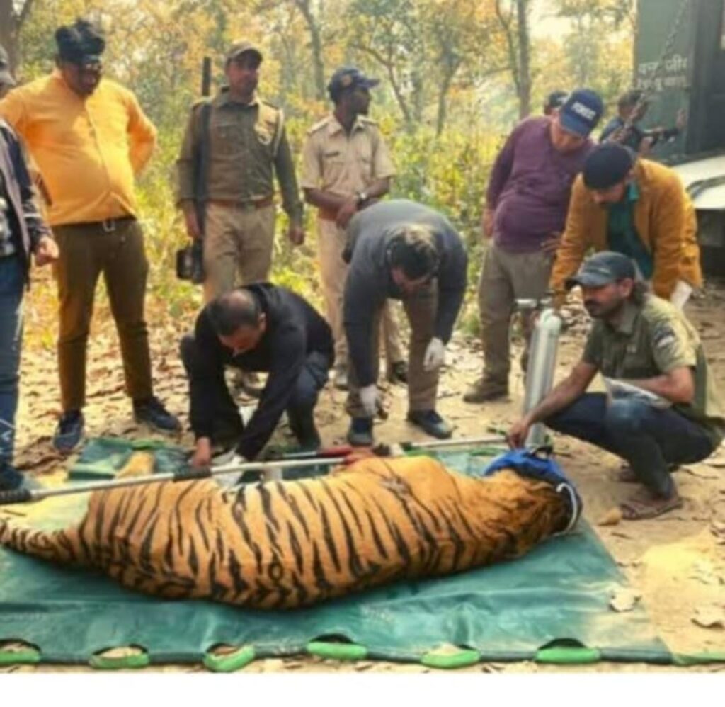 Chhattisgarh : आदमखोर बाघ का हुआ रेस्क्यू, एक ही परिवार के 3 लोगों पर किया था हमला; दो ने गवाई थी जान