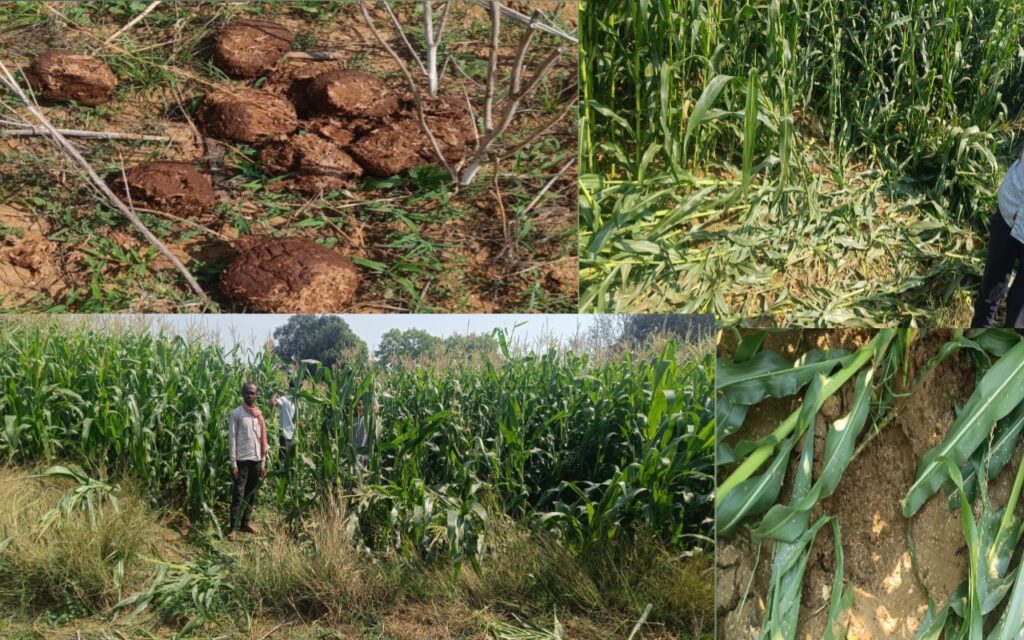 Balrampur: रामानुजगंज फोरेस्ट रेंज में हाथियों ने मचाया उत्पात, तहस-नहस की फसलें