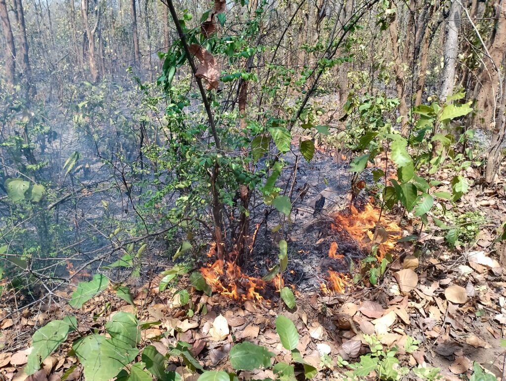 बलरामपुर फोरेस्ट रेंज के अंवराझरिया जंगल में लगी भीषण आग, पेड़ पौधे जलकर राख