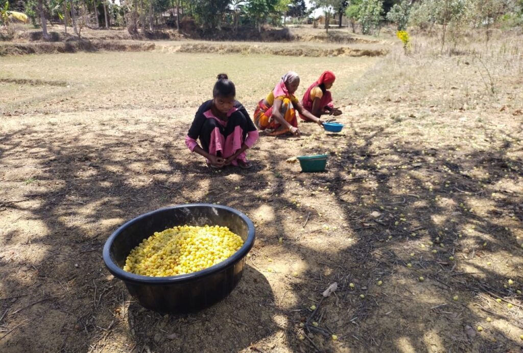 बलरामपुर के वनांचल क्षेत्रों में आमदनी का जरिया बना महुआ, सुबह से महुआ बीनने में जुट रहे गांव के लोग