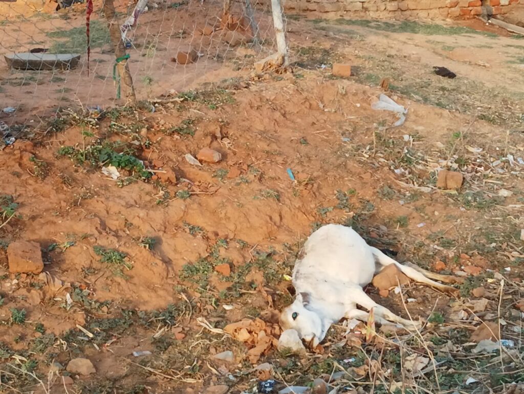 नगर में कुत्तों का आतंक, बच्चों और मवेशियों को बना रहे शिकार, हमले में एक मवेशी की मौत