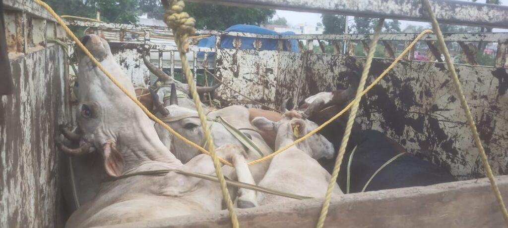 गोवंश से भरी पिकअप को वन विभाग ने पकड़ा, गौ तस्कर फरार