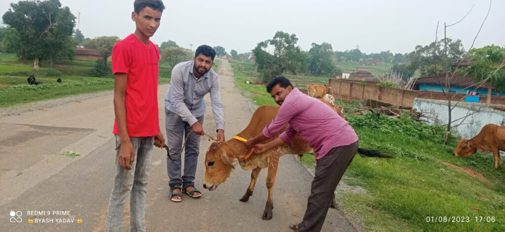 Balrampur: दुर्घटना के शिकार न हो, इसलिए डॉक्टर पशुओं के गले में बांध रहे रेडियम बेल्ट