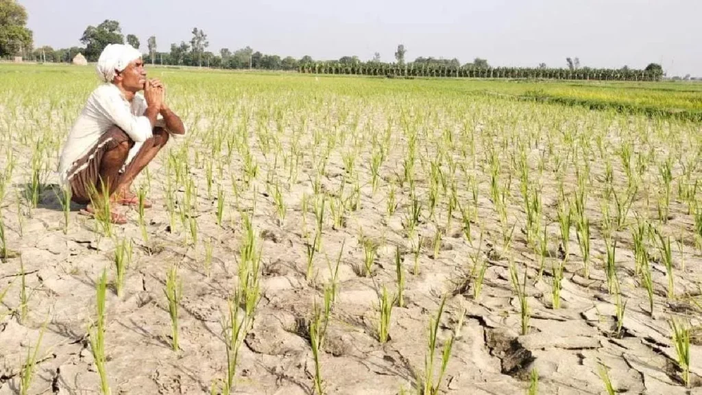 पीलीभीत: जुलाई-अगस्त महीने में औसत से कम हुई बारिश, किसानों के लिए भी खड़ी हुई आफत