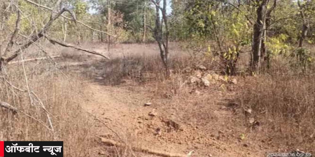 Kanker News: कांकेर में तीन किलो का आईईडी बरामद Kanker News