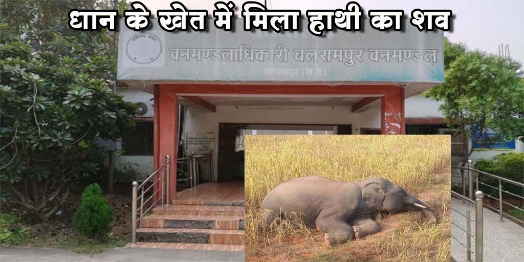 धान के खेत में मिला हाथी का शव, वन विभाग जांच में जुटा