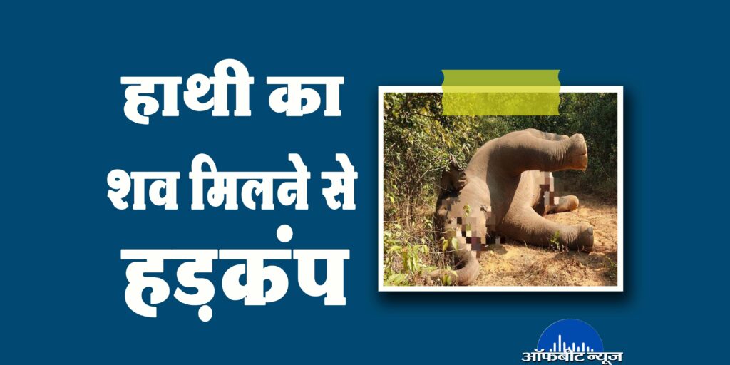 रामानुजगंज वन परिक्षेत्र में मिला हाथी का शव, मचा हड़कंप, जांच में जुटी वन विभाग की टीम
