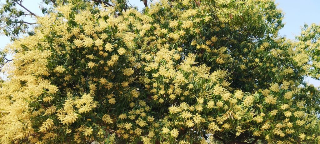 खूंटी : मंजरों से लद गयी हैं टहनियां, आम के बंपर उत्पादन की संभावना