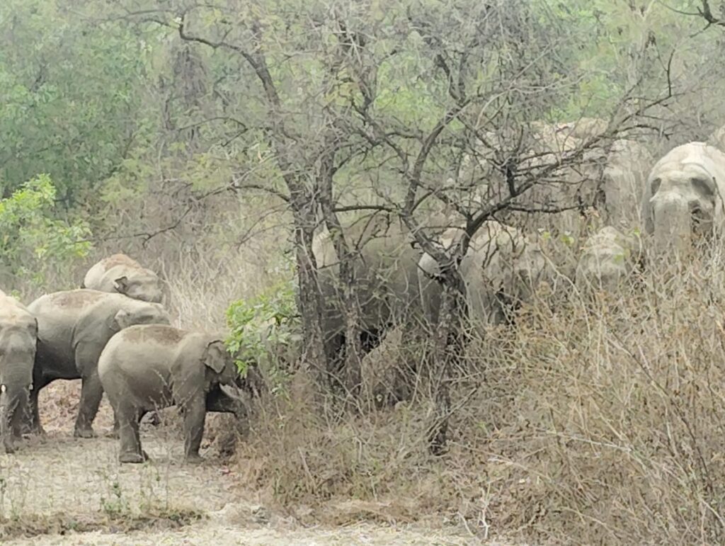 हाथियों का झुंड पहुंचा खरकोटा जंगल