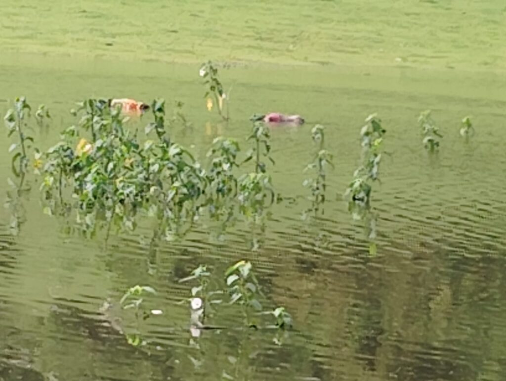 खुखड़ी चुनने गईं मां-बेटी और नातिन की डूबने से मौत