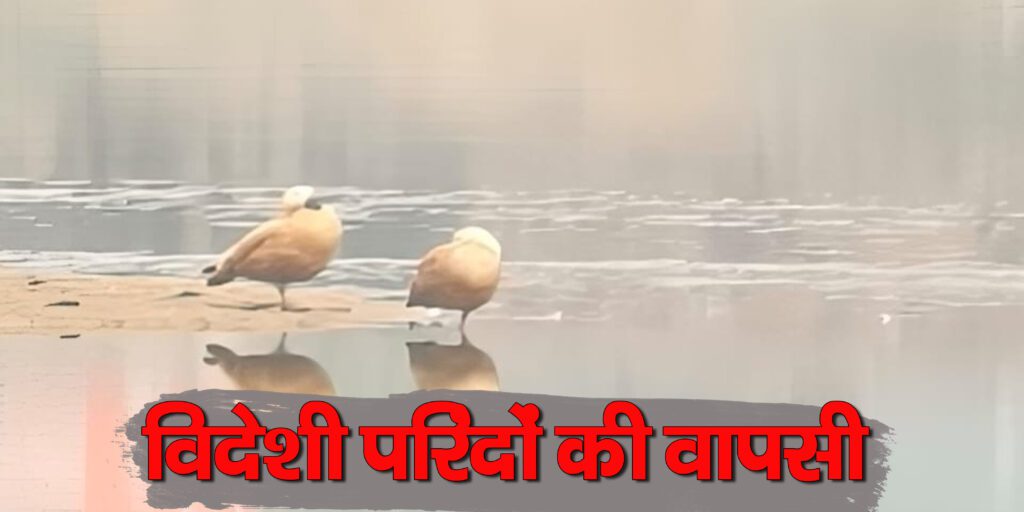 Kanhar River Migratory Birds: सर्दियों की सौगात, कन्हर के शांत जल में लौटी विदेशी मेहमानों की चहलकदमी