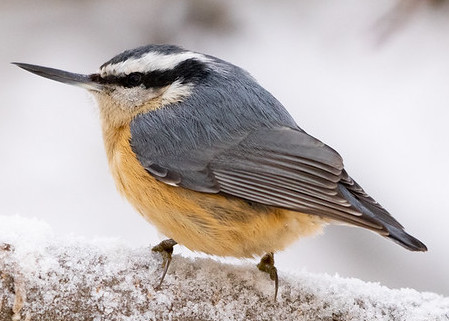 Kanhar River Migratory Birds