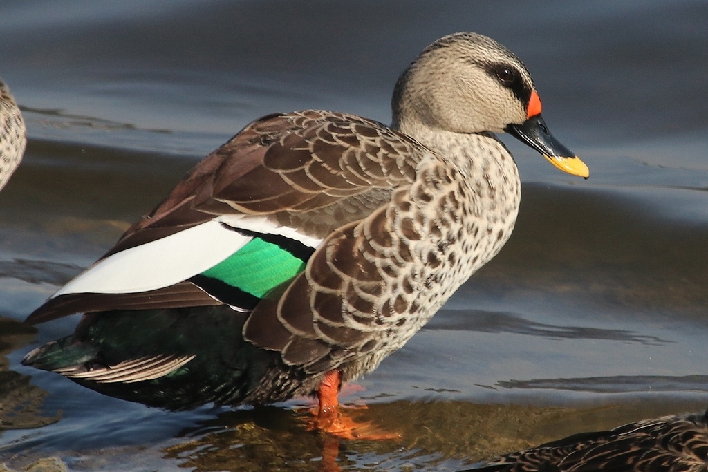 Kanhar River Migratory Birds