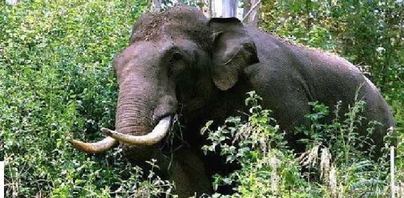 रामानुजगंज में 22 हाथियों का डेरा, जंगलों में बढ़ी हलचल, ग्रामीणों को अलर्ट