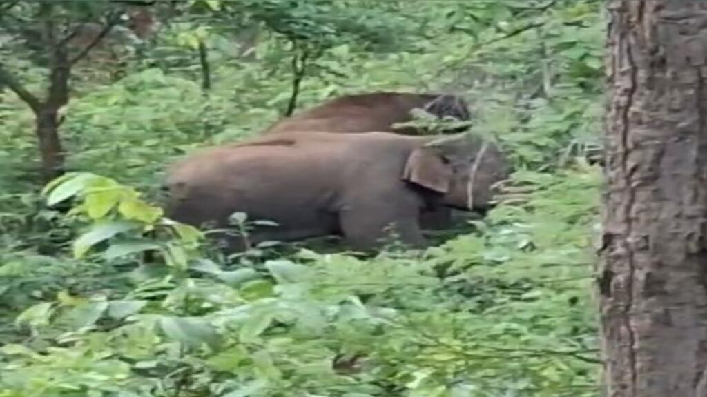 कोडरमा शहर में ‘गजराज’ की दस्तक, आधी रात को मची अफरा-तफरी