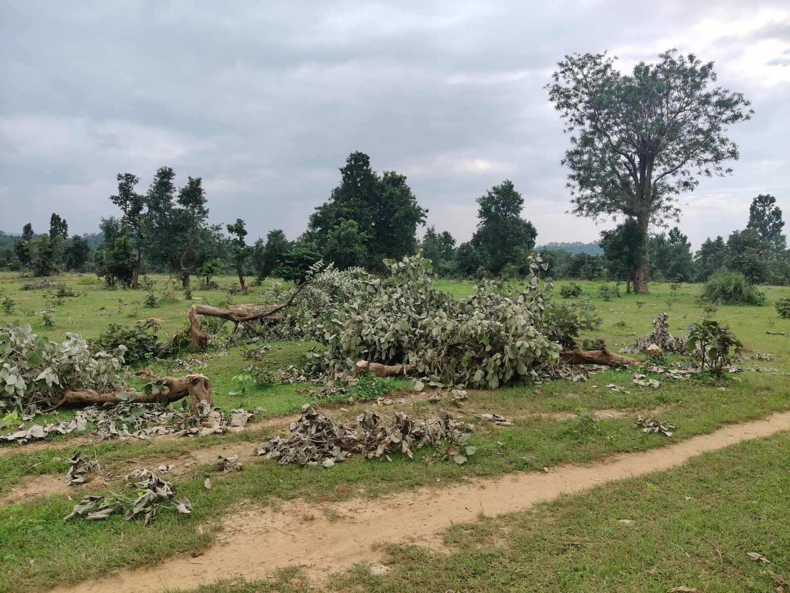 100 Acre Forest Land