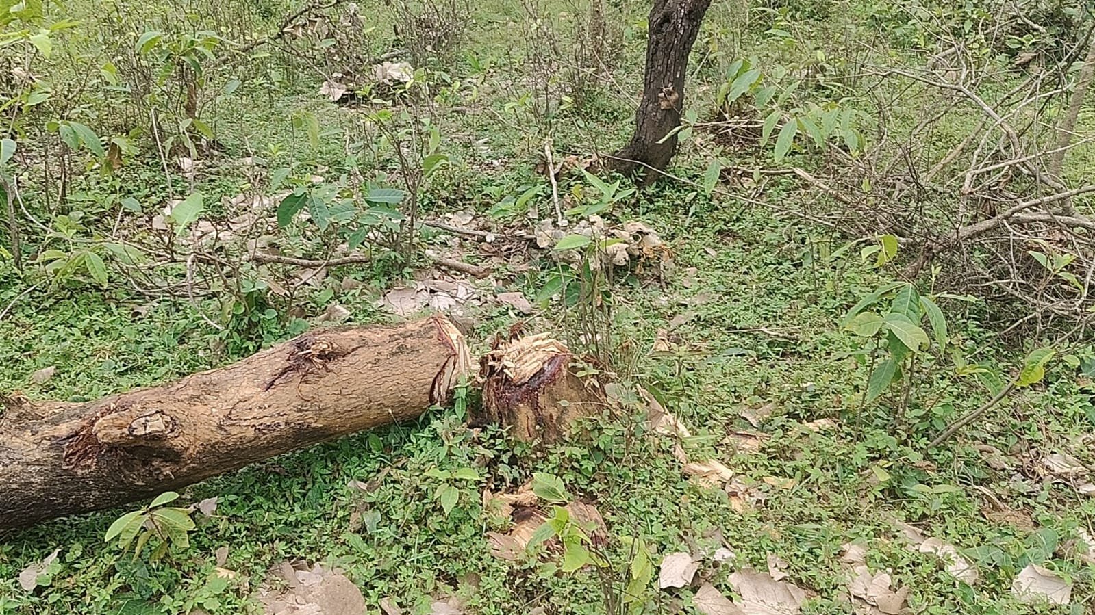 100 Acre Forest Land