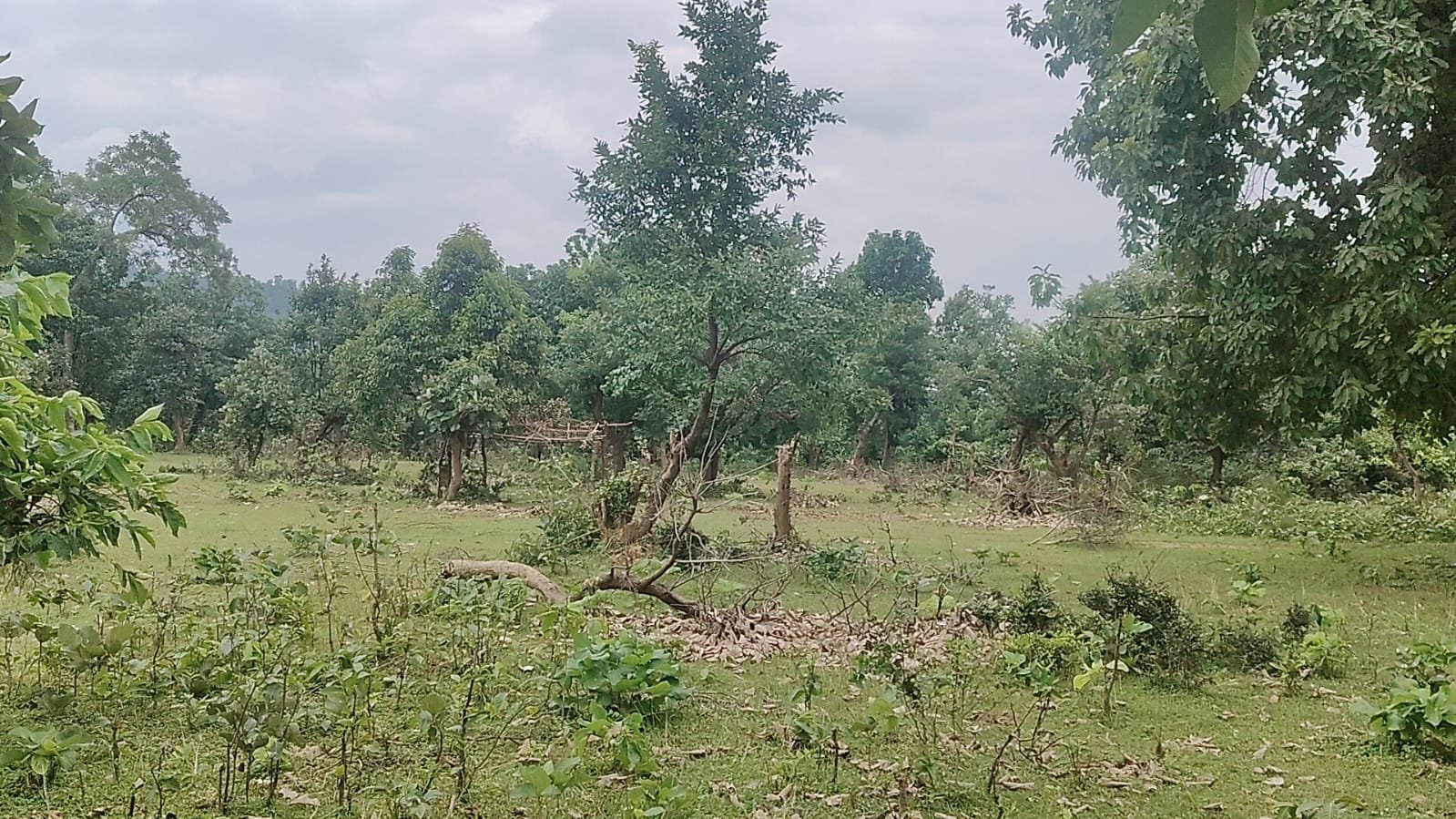 100 Acre Forest Land