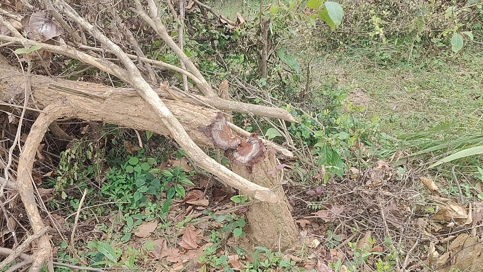 100 Acre Forest Land